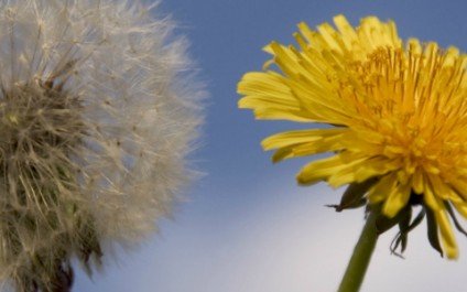 Here’s why you need to start eating dandelion